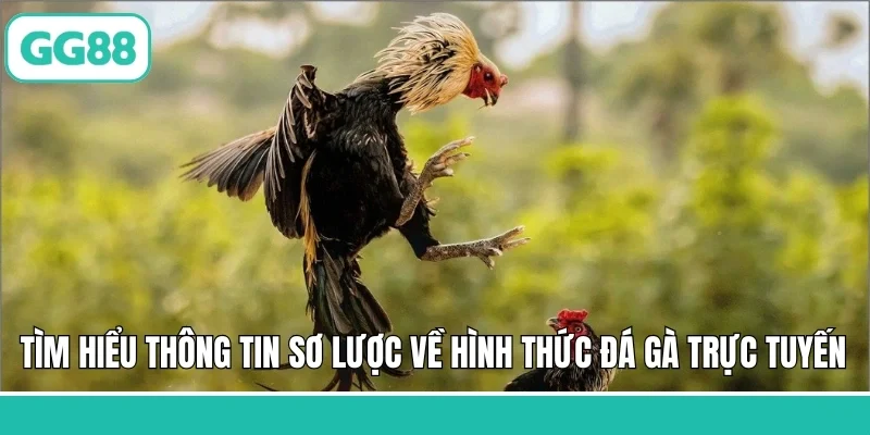 Tìm hiểu thông tin sơ lược về hình thức đá gà trực tuyến